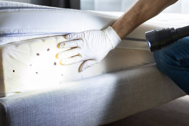 Best Termite Control Services  in Blanchard, OK