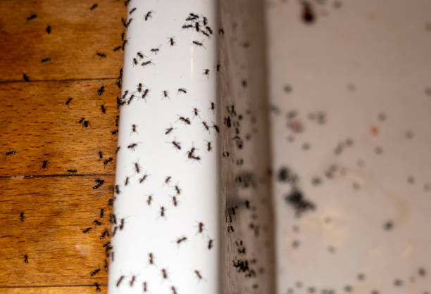 Best Best Pest Control Companies  in Blanchard, OK